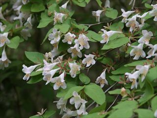 ツクバネウツギ